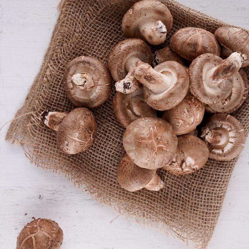 토담골농장,[토담골]양양 해풍담은 생표고 1kg